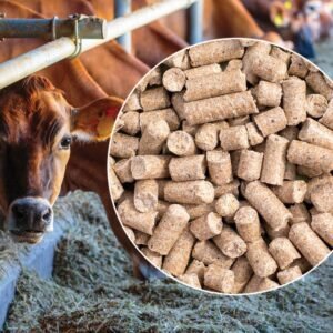 Cattle Feed